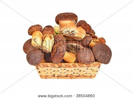 Boletus edulis mushroom