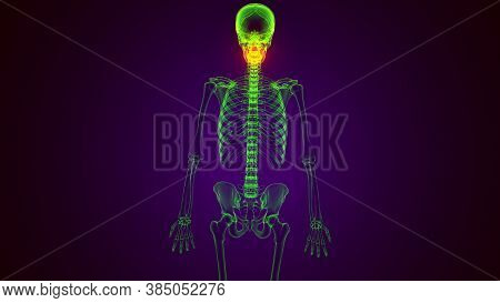 3d Illustration Of Human Skeleton Skull Maxilla Bone Anatomy