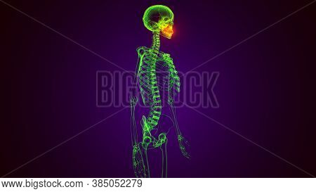 3d Illustration Of Human Skeleton Skull Maxilla Bone Anatomy