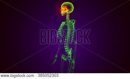 3d Illustration Of Human Skeleton Skull Temporal Bone Anatomy