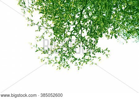 Green Leaf And Branch Of Ivory Coast Almond Tree, Style And Shape Isolated On White Background.