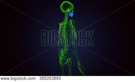 3d Render Of Human Skeleton Maxilla Bone Anatomy