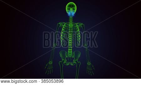3d Render Of Human Skeleton Maxilla Bone Anatomy