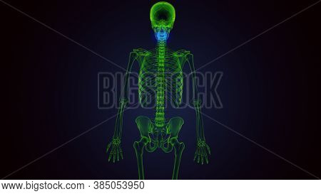3d Render Of Human Skeleton Maxilla Bone Anatomy