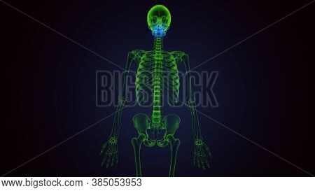 3d Render Of Human Skeleton Maxilla Bone Anatomy