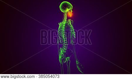 3d Render Of Human Body Maxilla Bone Anatomy
