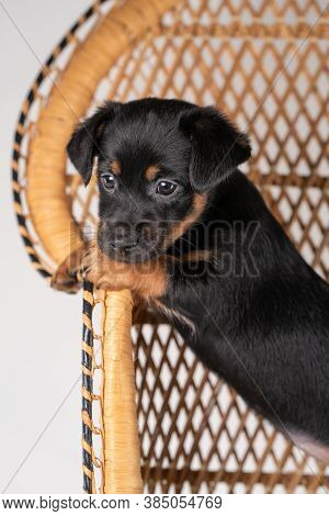 A Portrait Of A Cute Jack Russel Terrier Puppy, Standing On Hind Legs On A Rattan Chair, Part Of Bod