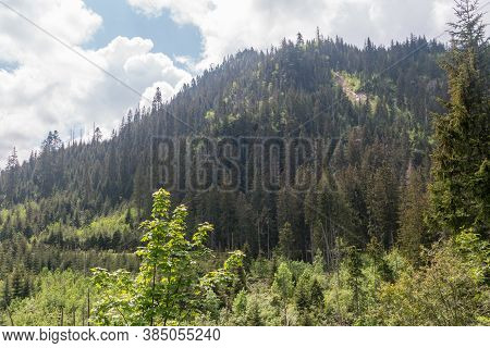 Hill With Trees In Tatra National Park In Poland.
