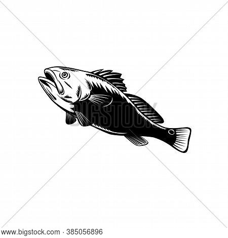 Woodcut Illustration Of A Red Drum, Redfish, Channel Bass, Puppy Drum Or Spottail Bass, A Game Fish 