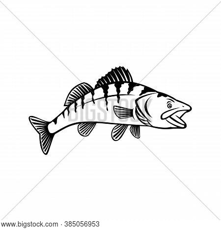 Stencil Illustration Of A Walleye, Yellow Pike Or Yellow Pickerel, A Freshwater Perciform Fish Nativ