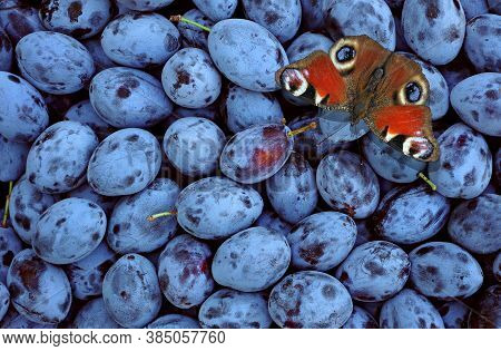Bright Red Butterfly Sitting On Blue Plums. Butterfly Drinking Fruit Juice. Color In Nature. Ripe Pl