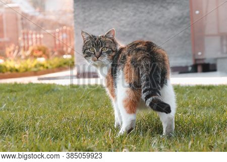 Surprised Expression Of A Domestic Cat. A Young Kitten Looks At His Intruder In Disbelief. Walk Thro