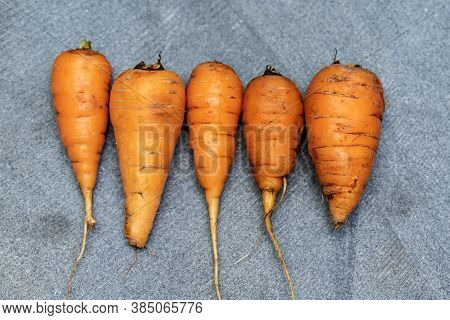 Five Ugly Carrots On A Concrete Background.