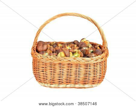 Boletus edulis sieni kori