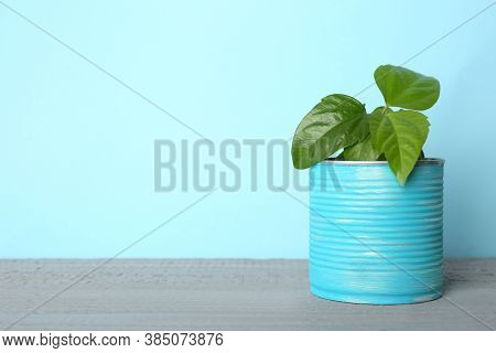 Beautiful Hibiscus Plant In Tin Can On Grey Wooden Table. Space For Text