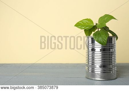 Beautiful Hibiscus Plant In Tin Can On Grey Wooden Table. Space For Text
