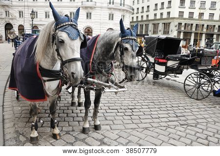Carrozza e cavalli in bianco e nero