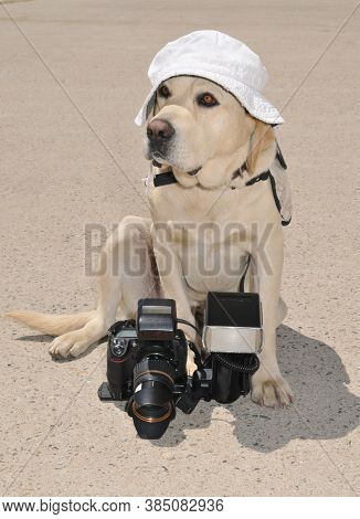 Big Labrador Retriever Dog With Digital Camera And Flash Speedlight Sitting On The Ground And Wearin