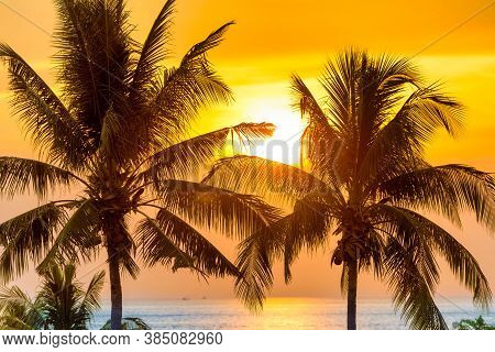 Palm Trees At Sunset