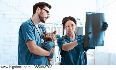 Animal Radiography. Professional Vet Doctor And Nurse With Little Dog Studying Xray At Clinic, Panor