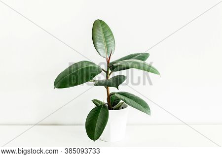 Home Plant In White Flower Pot, Green Leaf Ficus Benjamina, Elastica On A Light Background