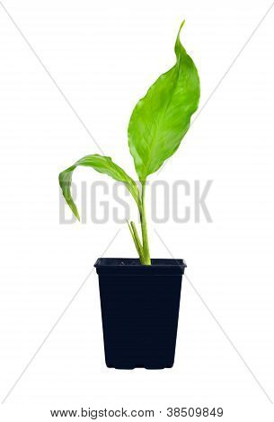 年轻的绿巨人植物