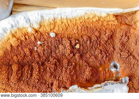 A Large Growing Fungus Serpula Lacrymans On The Walls And Floor Of A Residential Building. It Is The