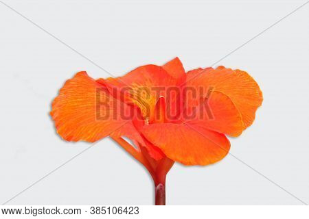 Red Canna Flowers Isolated On White Background