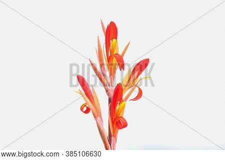 Red Canna Flowers Isolated On White Background
