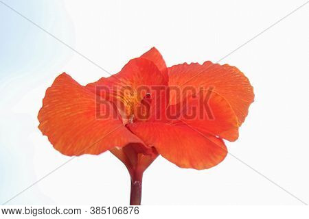 Red Canna Flowers Isolated On White Background
