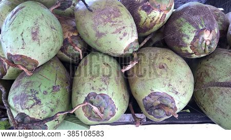 Fresh Green Tender Coconut, Coconuts, Cocos Nucifera Is A Member Of The Palm Tree Family