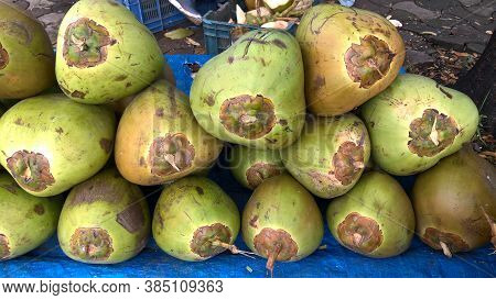 Fresh Green Tender Coconut, Coconuts, Cocos Nucifera Is A Member Of The Palm Tree Family
