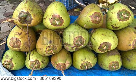 Fresh Green Tender Coconut, Coconuts, Cocos Nucifera Is A Member Of The Palm Tree Family