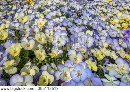 A Full Frame Colorful Pansy Flowers Closeup