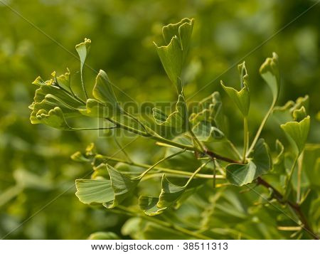 Ginko Biloba