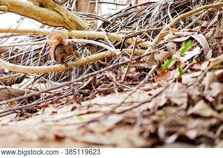 Cute Running Red-tailed Squirrel / Costa Rica / Cahuita