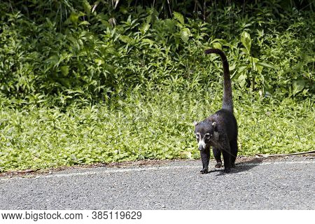 Very Cute White-nosed Coati On The Street In Costa Rica