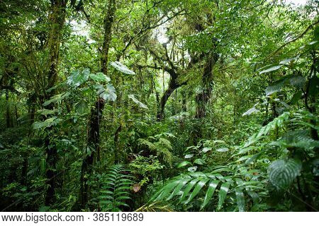 Trees In The Monteverde Cloud Forest, Costa Rica