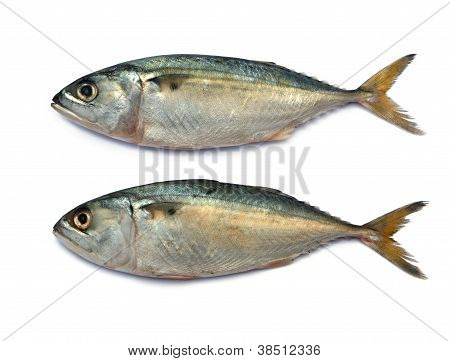 Färsk makrill fisk