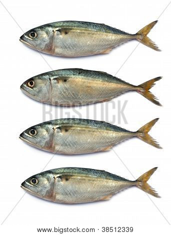Färsk makrill fisk