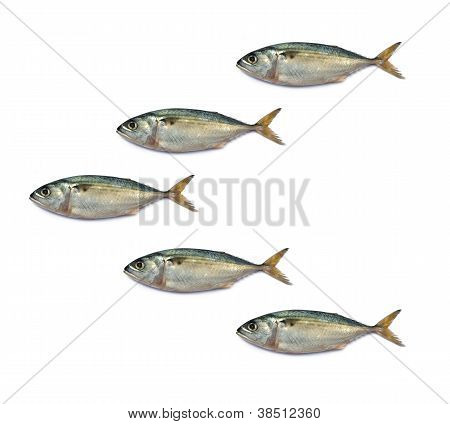 Färsk makrill fisk