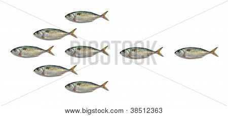 Pilspetsen makrill fisk