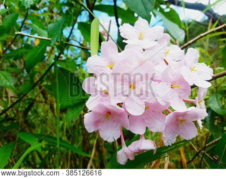 Close Up Pink Flowers With Many Green Leaves Background In The The Forest At  Doi Luang Chiang Dao, 