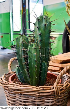 Large Green Tall Cactus With Long Sharp Thorns In A Pot And A Wicker Basket Against The Background O