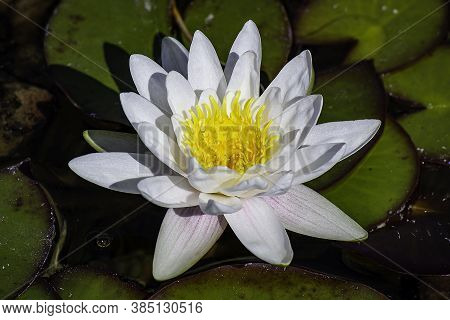 Close Photo Of A White Nenufar Flower In The Water