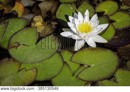 Close Photo Of A White Nenufar Flower In The Water