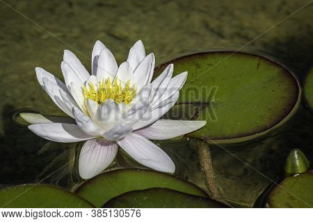 Close Photo Of A White Nenufar Flower In The Water
