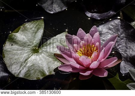 Close Photo Of A Pink Nenufar Flower In The Water