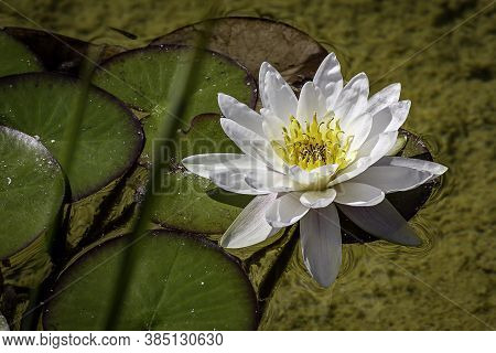 Close Photo Of A White Nenufar Flower In The Water