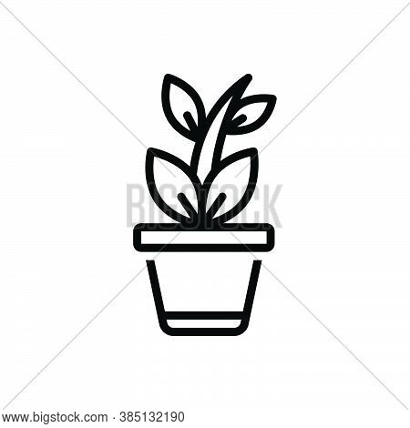 Black Line Icon For Plant Foliage Tree Greenstuff Herb Pot Nature Home-garden Botanical